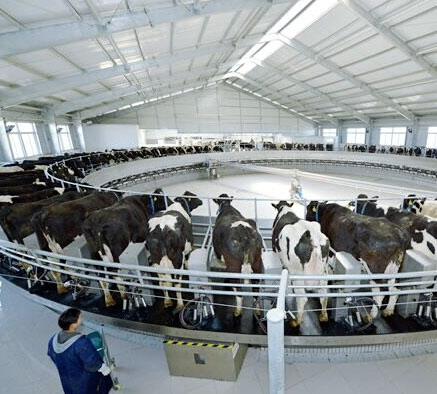 统计数据显示,现在中国奶牛规模养殖场全面普及,成母牛平均单产达到